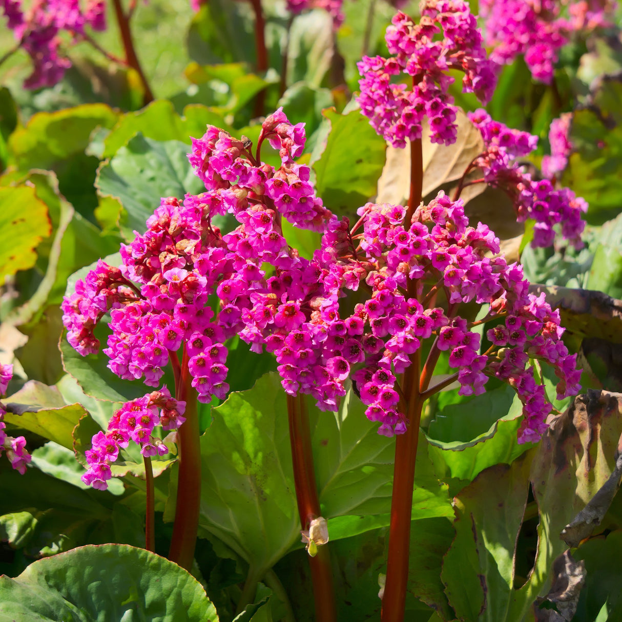 Bergenia Cordifolia Rotblum