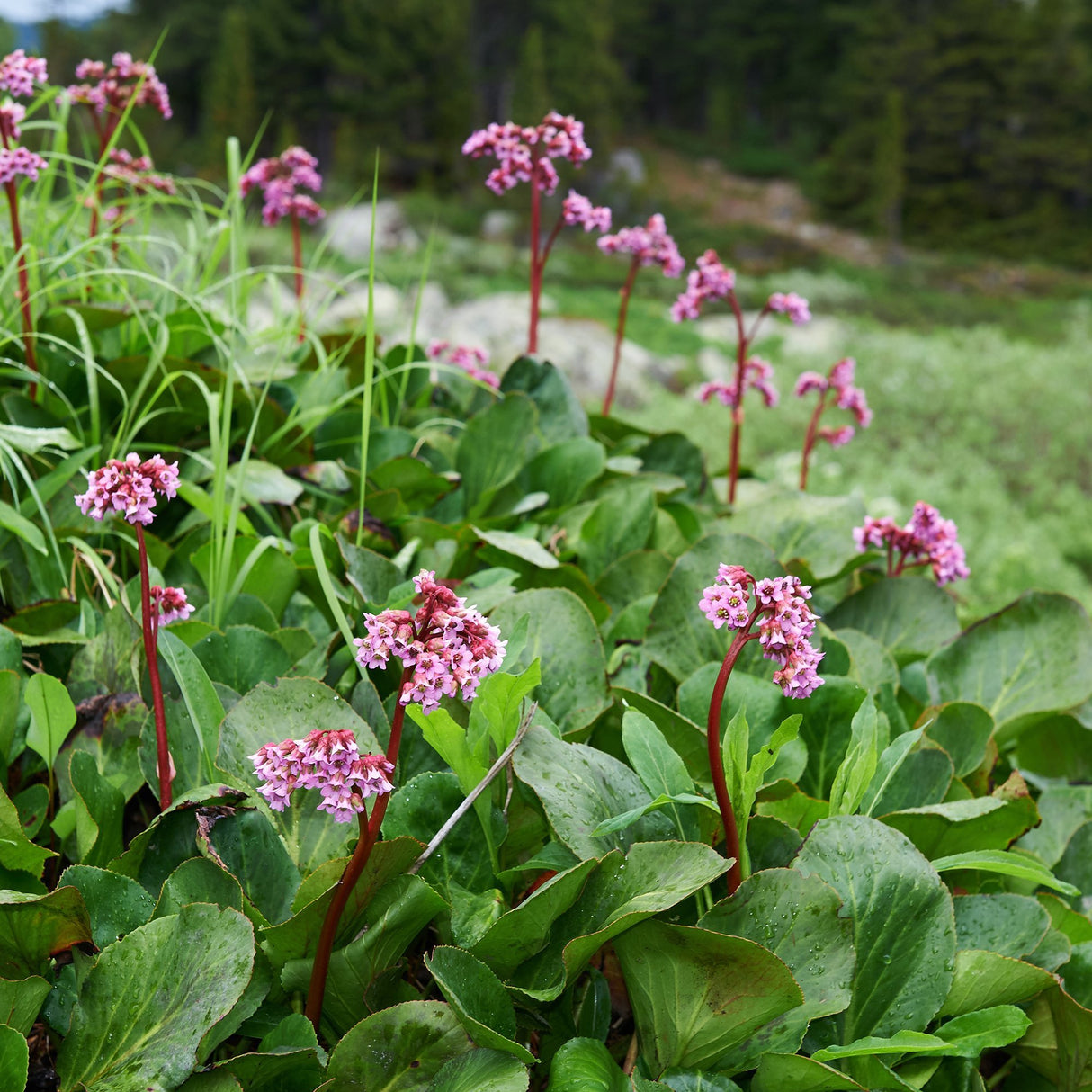 Bergenia Cordifolia Rotblum