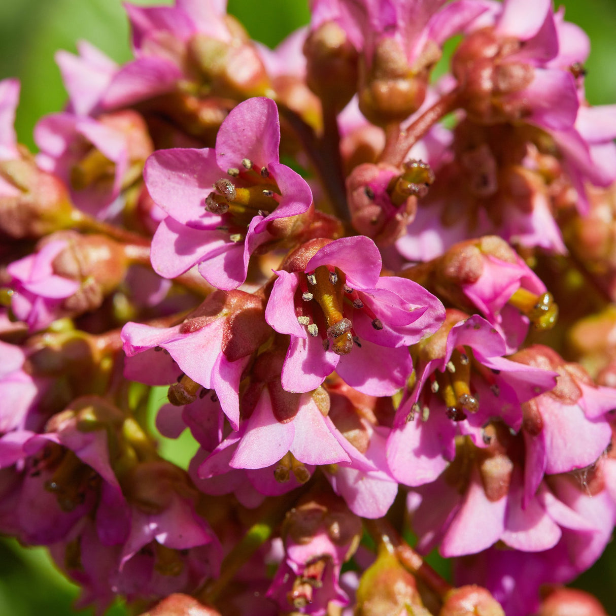 Bergenia Cordifolia Rotblum