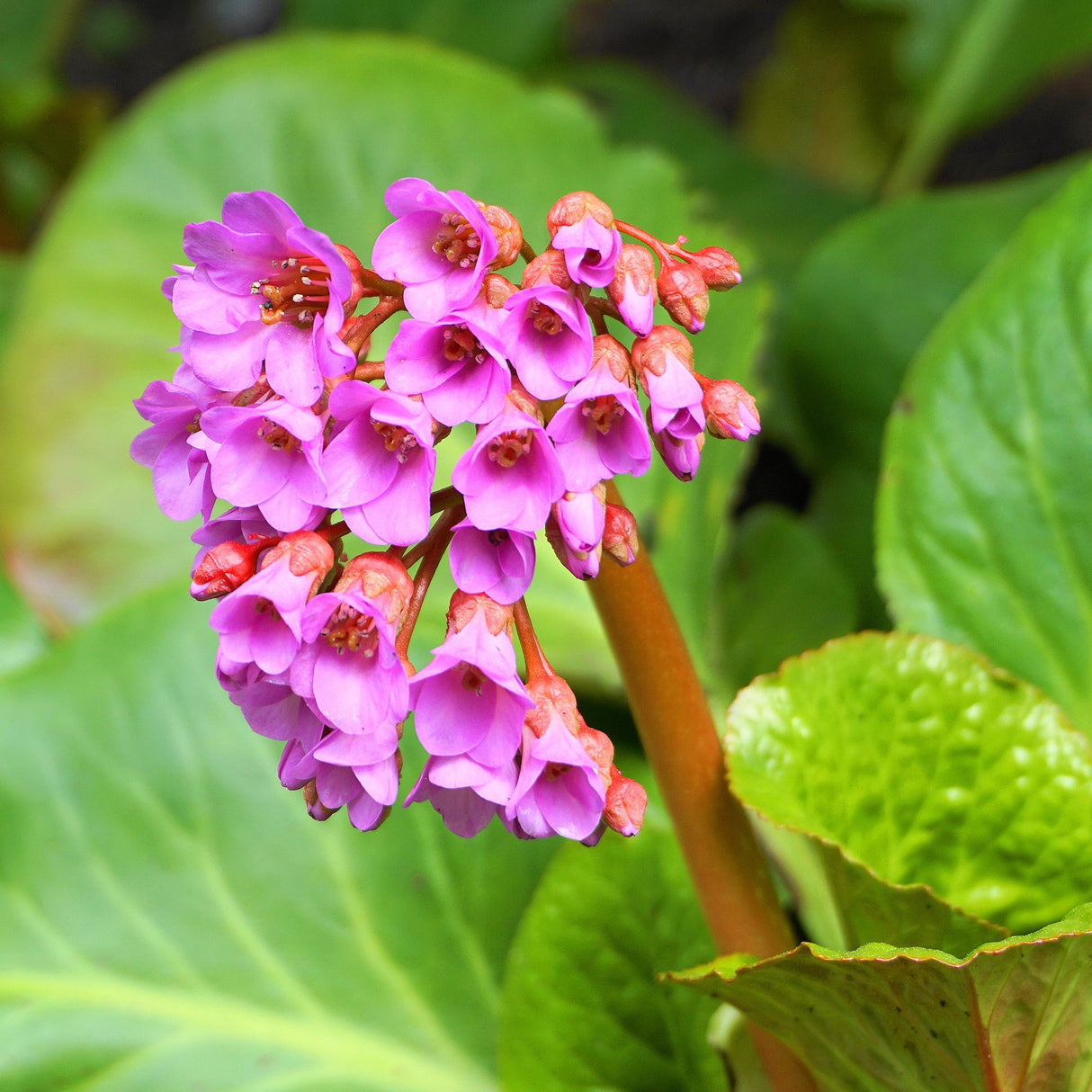 Bergenia Cordifolia Rotblum