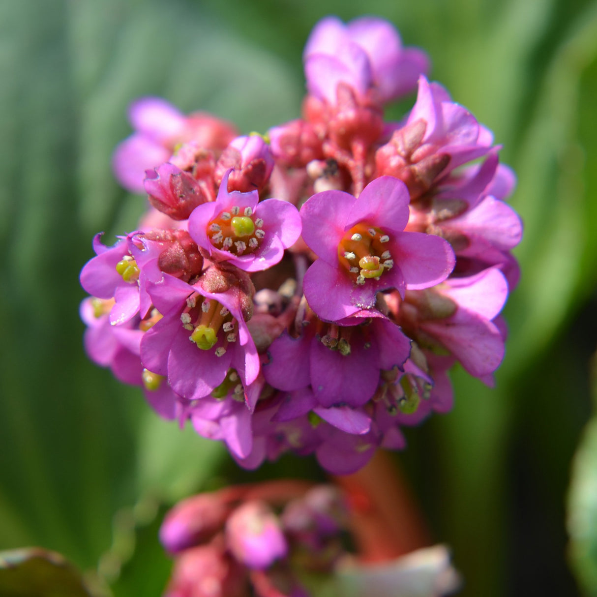 Bergenia Cordifolia Rotblum