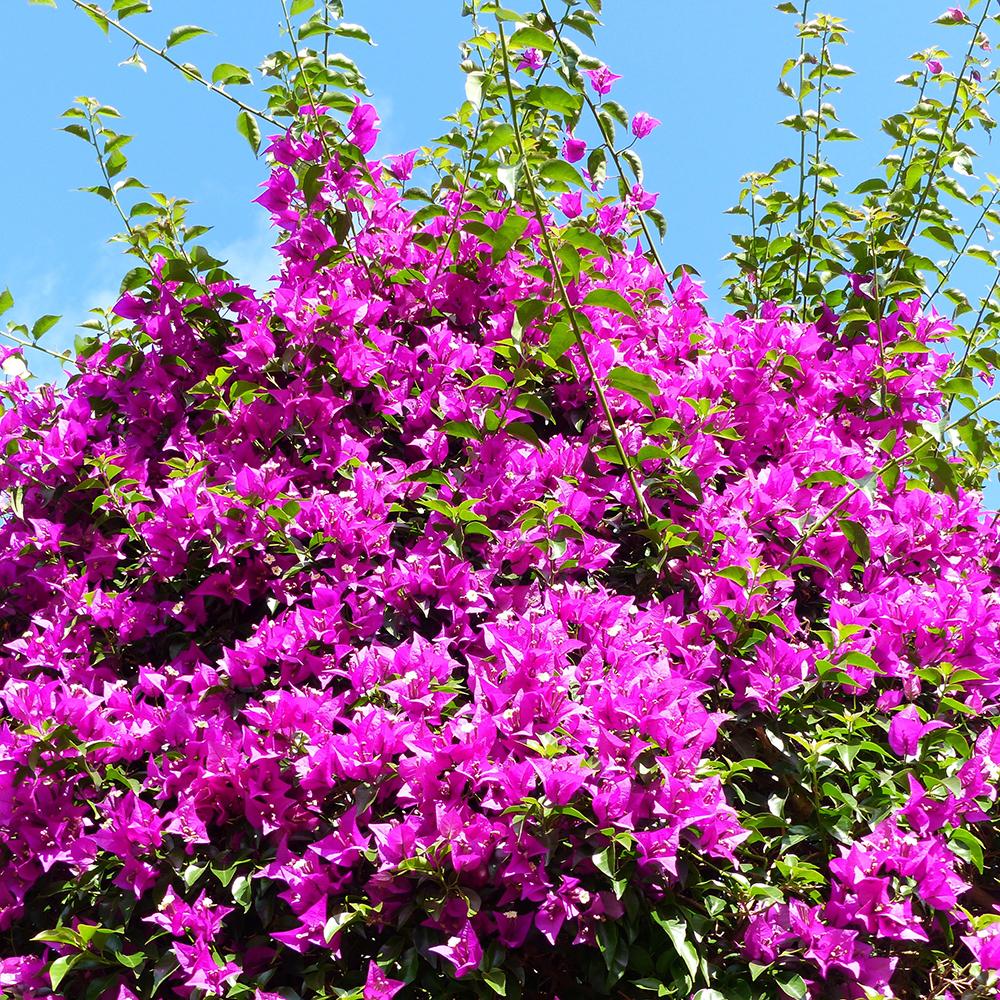 Floare de Hartie Bougainvillea Sanderiana