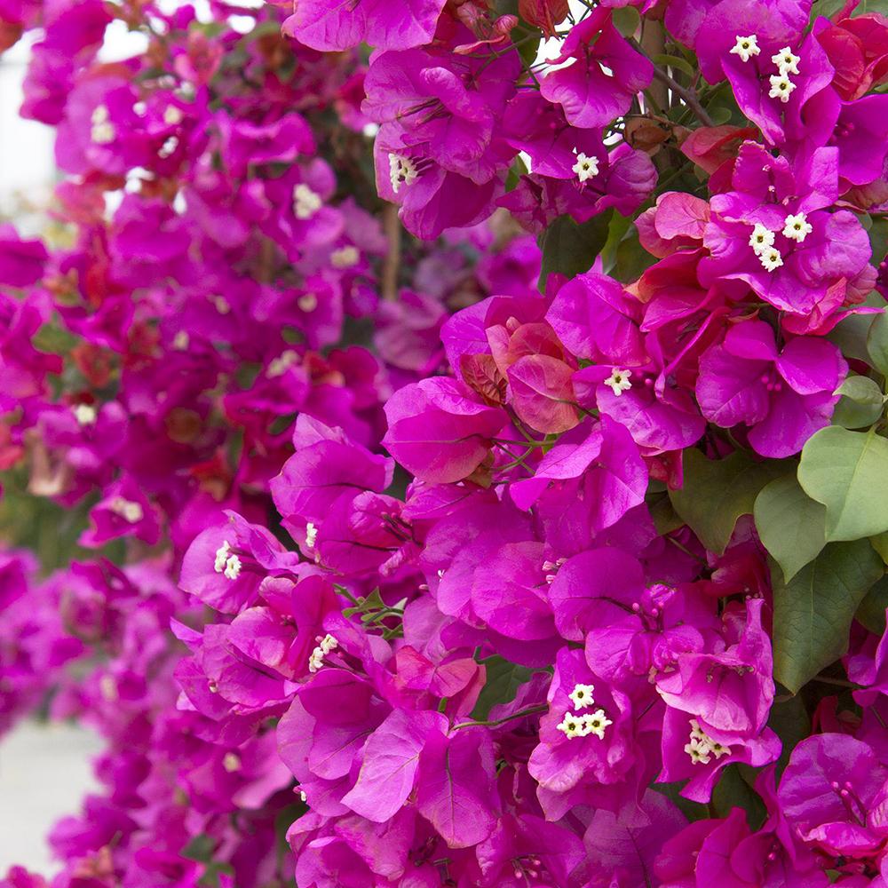 Floare de Hartie Bougainvillea Sanderiana
