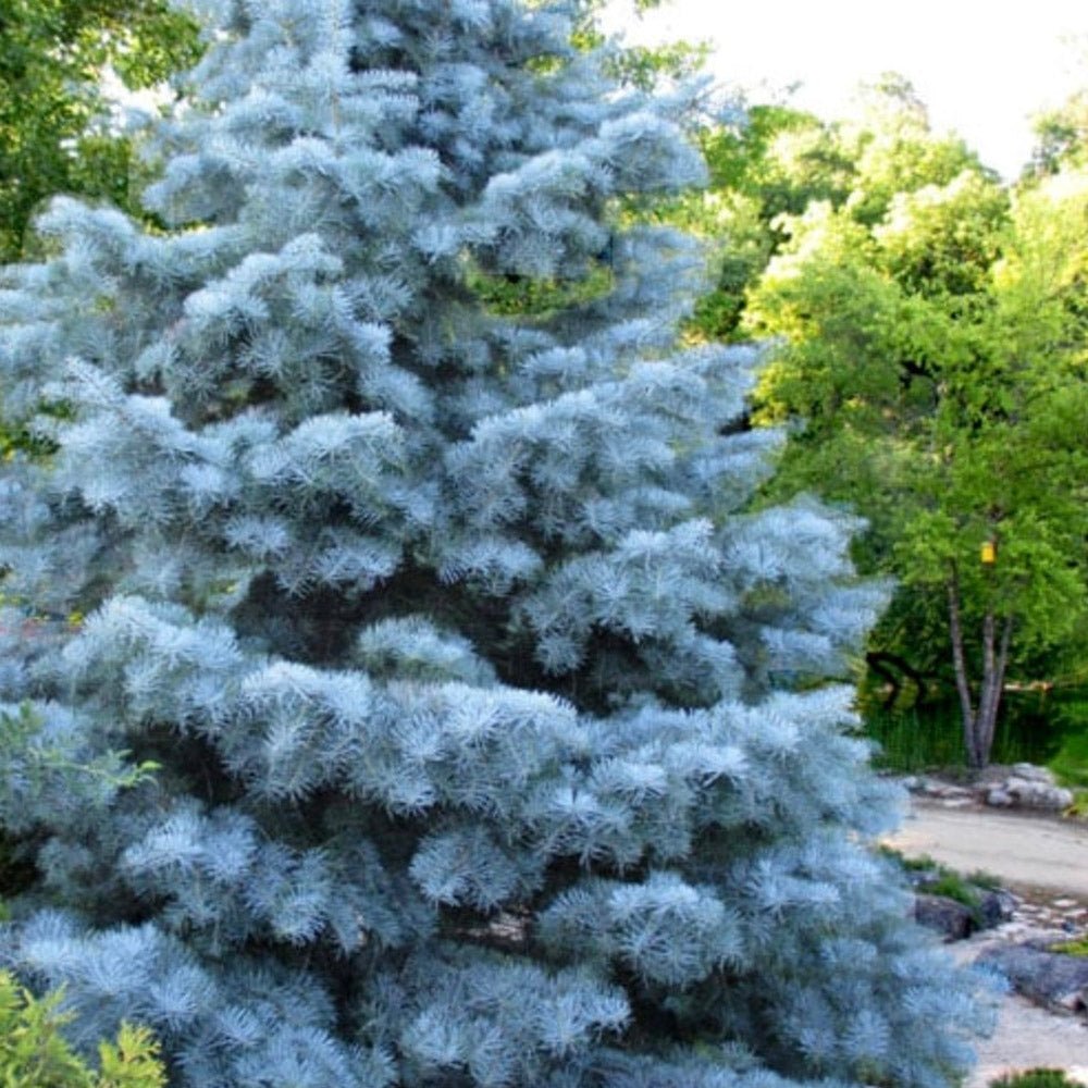 Brad Alb (Abies Concolor Blue Cloak)