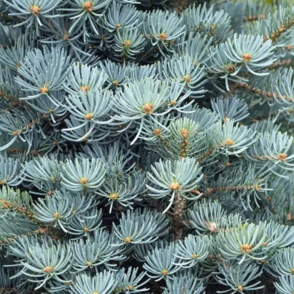 Brad Alb (Abies Concolor Blue Cloak)