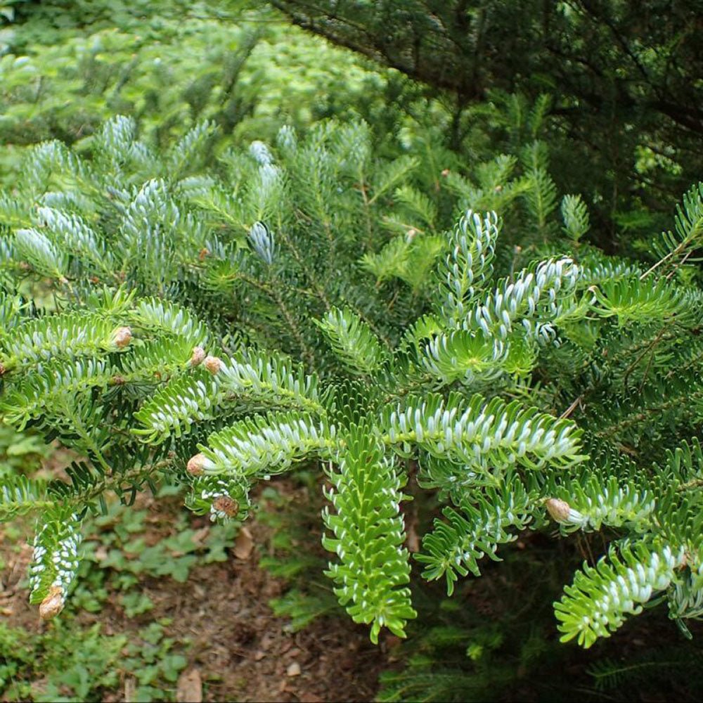 Brad Corean (Abies Koreana), cu conuri purpurii albastre