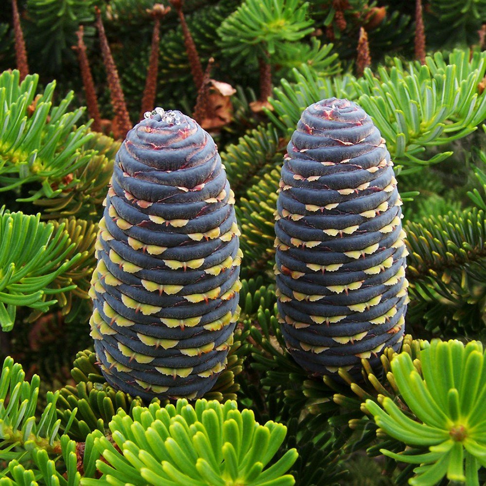 Brad Corean (Abies Koreana), cu conuri purpurii albastre