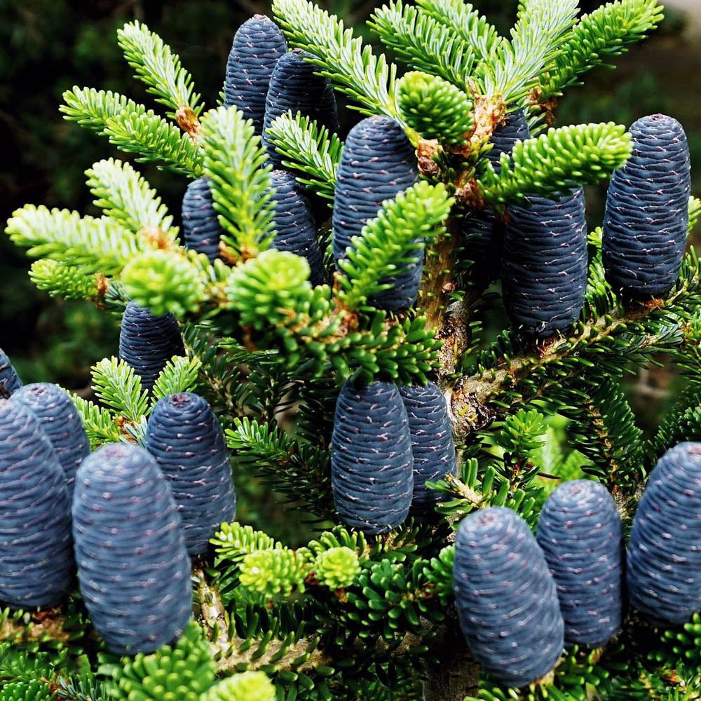 Brad Corean argintiu (Abies) Silberlocke