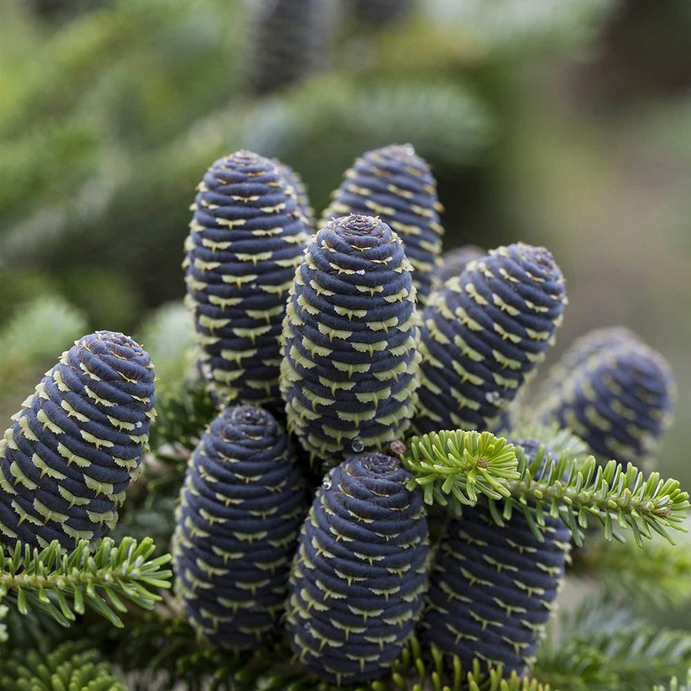 Brad Corean Blue Emperor (Abies)