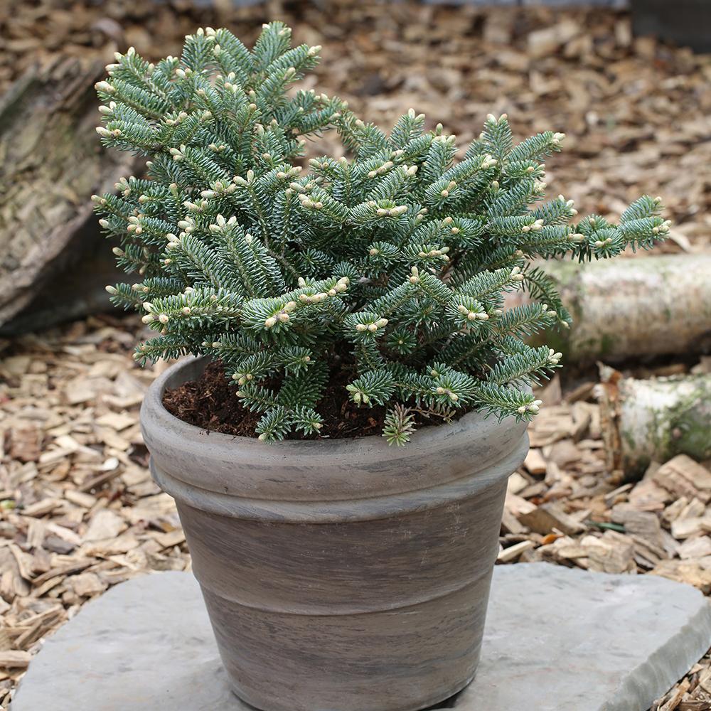 Brad Corean Blue Emperor (Abies)