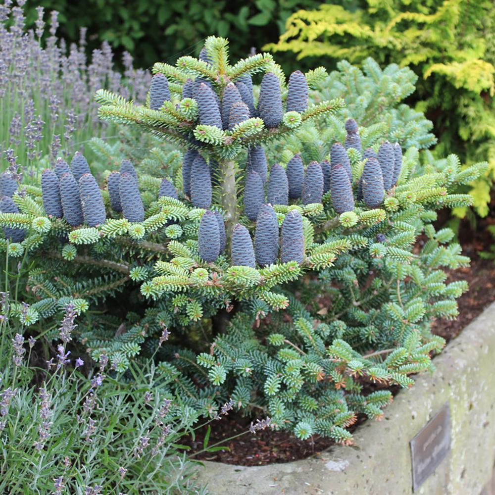 Brad Corean Blue Emperor (Abies)
