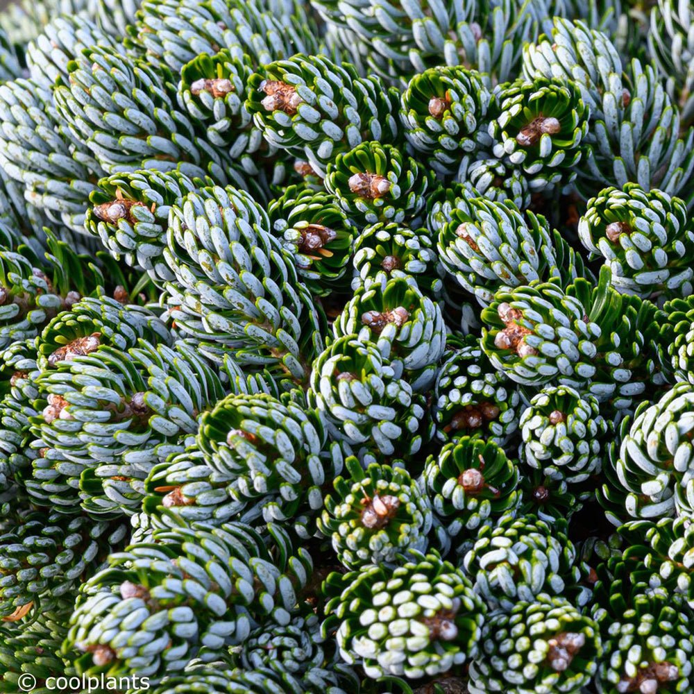 Brad Corean Blue Emperor (Abies)