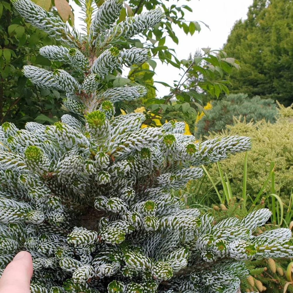 Brad Corean Kohouts Icebreaker (Abies)