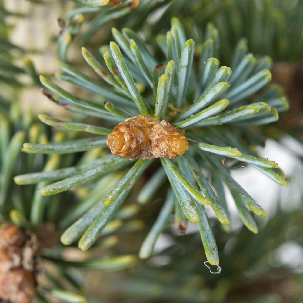 Brad de Arizona Pitic