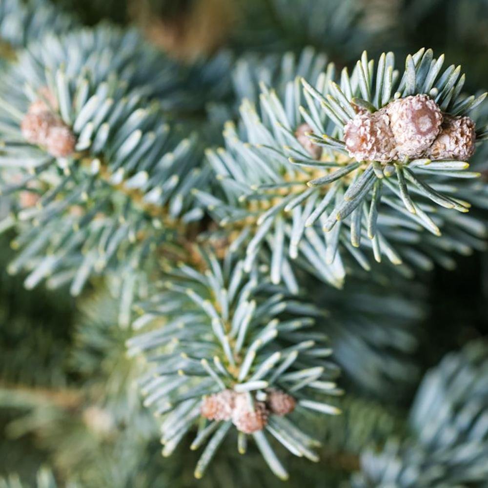 Brad de Arizona Pitic