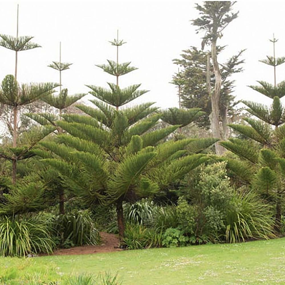 Brad de Camera (Araucaria Heterophylla) - 45 cm