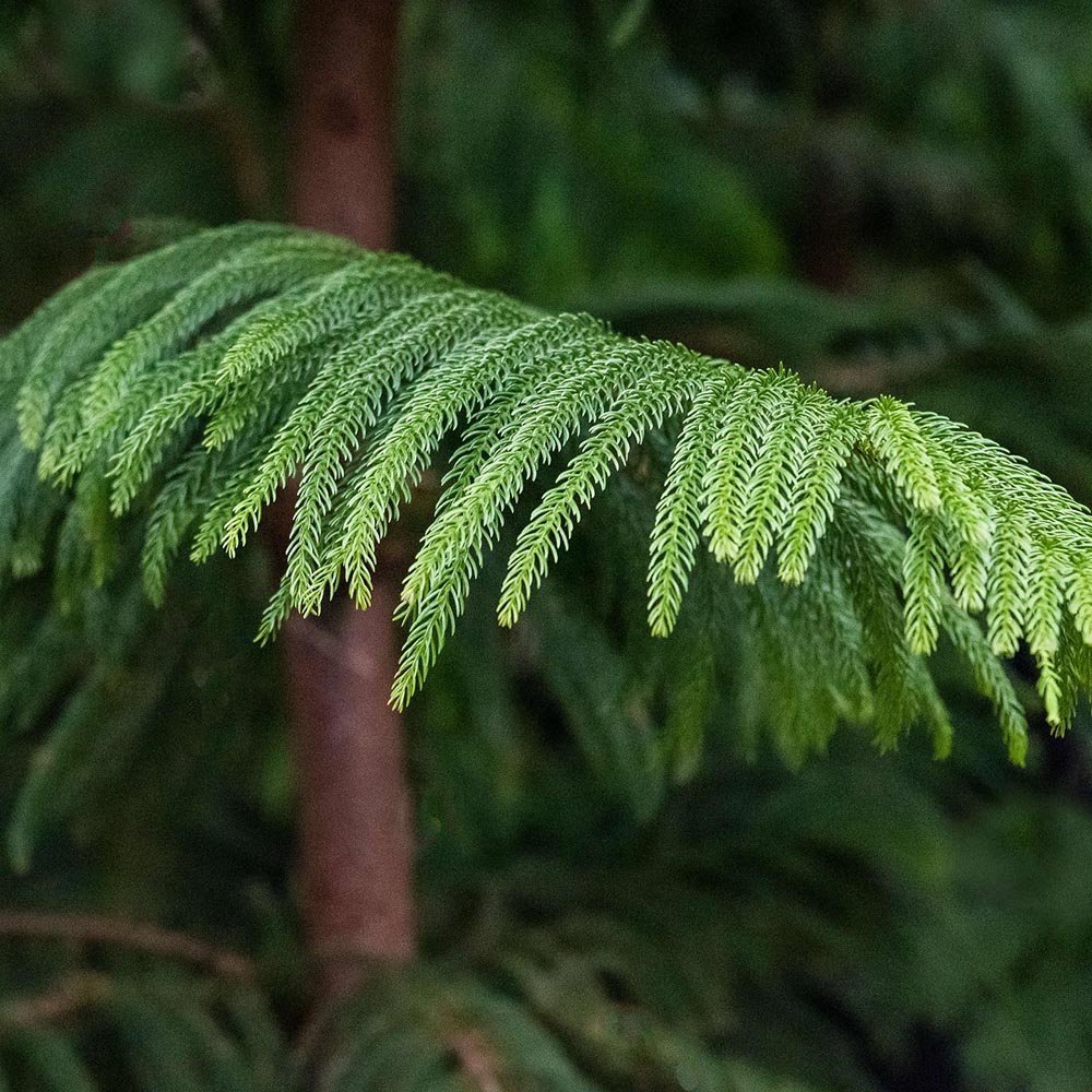 Brad de Camera (Araucaria Heterophylla) - 45 cm