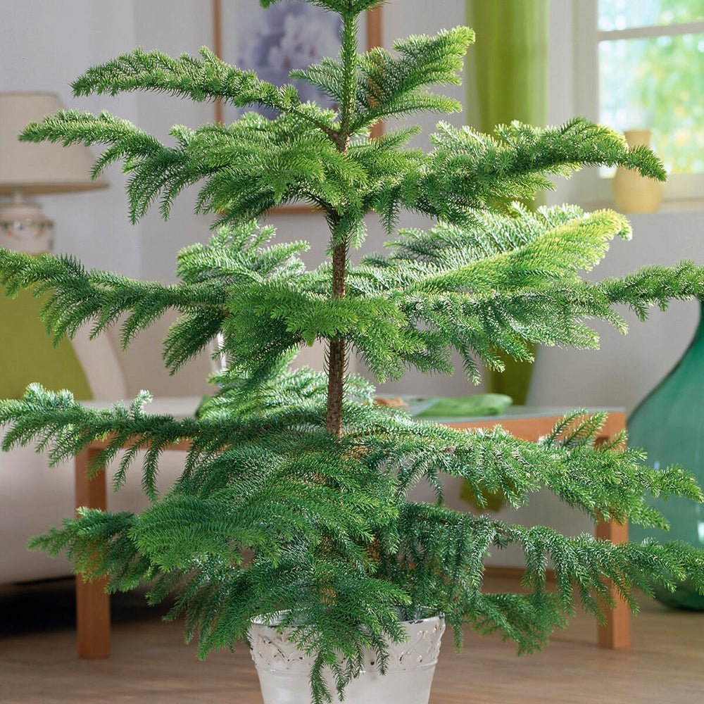 Brad de Camera (Araucaria Heterophylla) - 45 cm