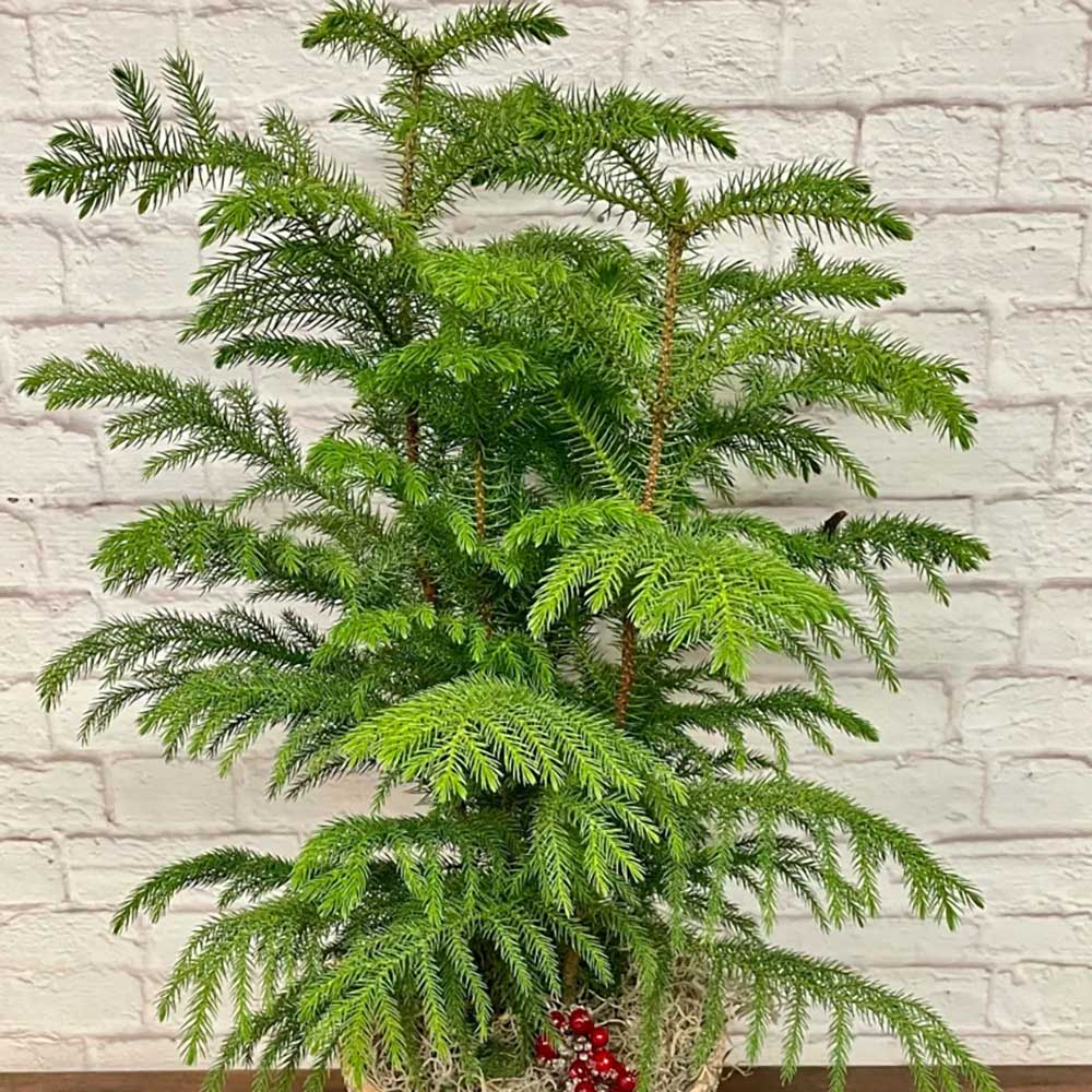 Brad de Camera (Araucaria Heterophylla) - 45 cm