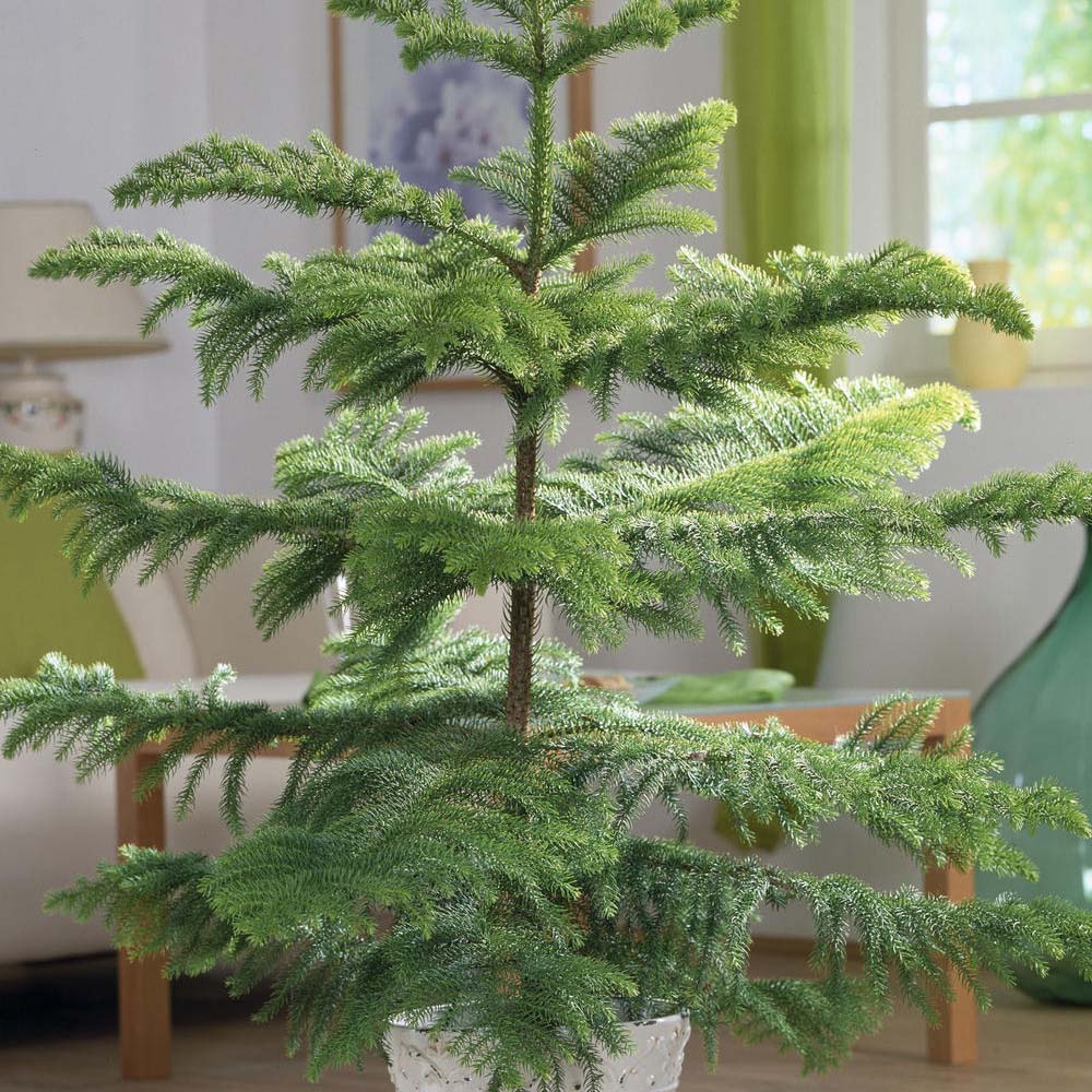 Brad de Camera (Araucaria Heterophylla) - 100 cm