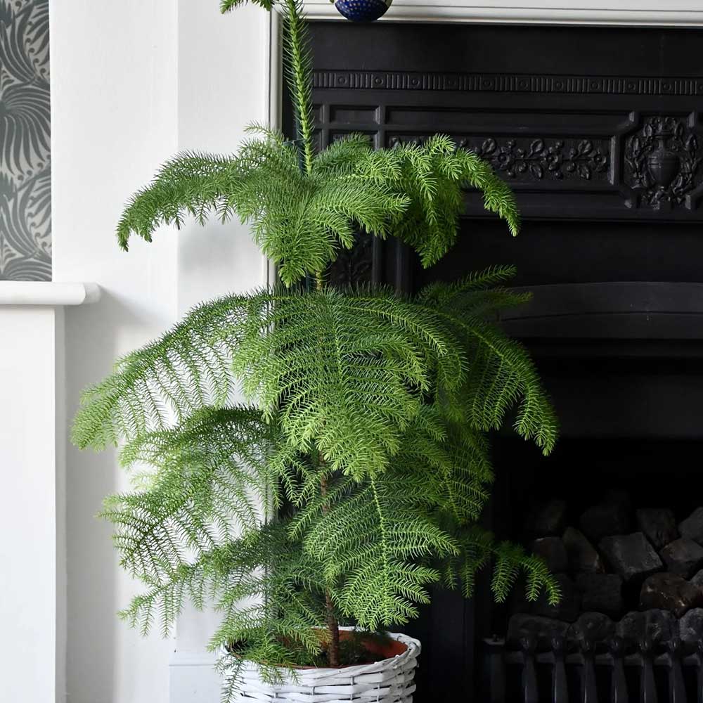 Brad de Camera (Araucaria Heterophylla) - 100 cm