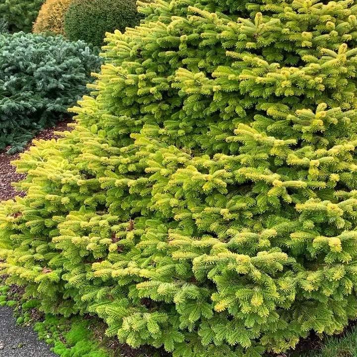 Brad Nordmann Auriu Golden Spreader (Abies Nordmanniana aurea)