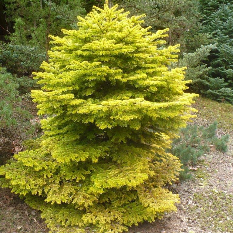 Brad Nordmann Auriu Golden Spreader (Abies Nordmanniana aurea)