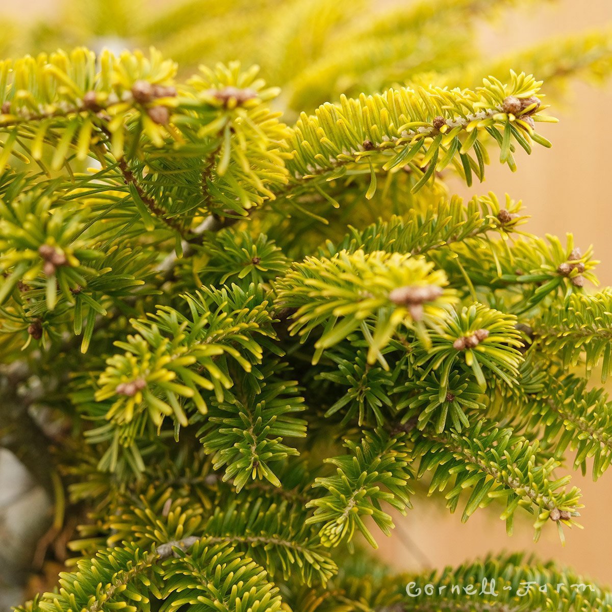 Brad Nordmann Auriu Golden Spreader (Abies Nordmanniana aurea)