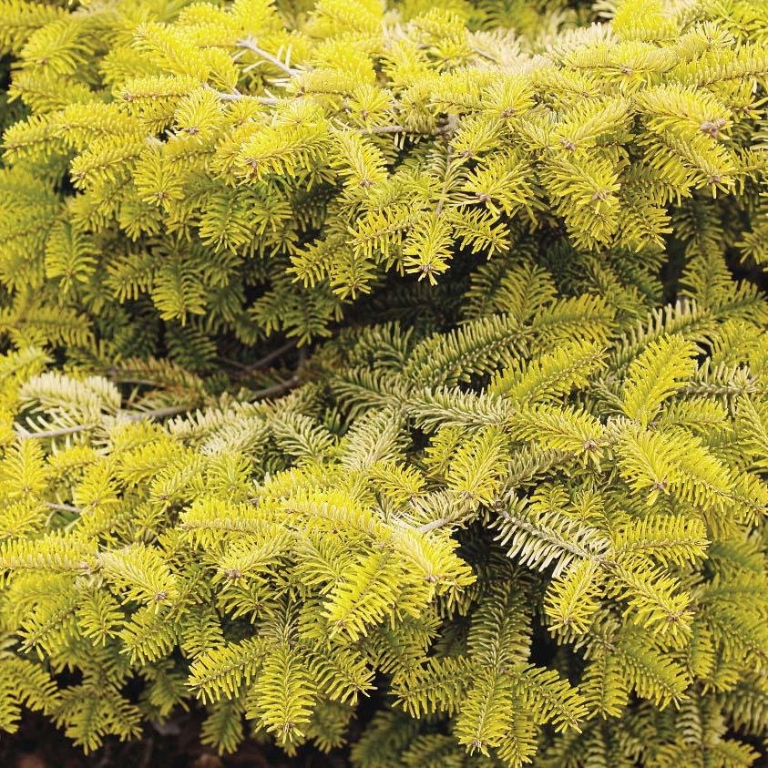 Brad Nordmann Auriu Golden Spreader (Abies Nordmanniana aurea)