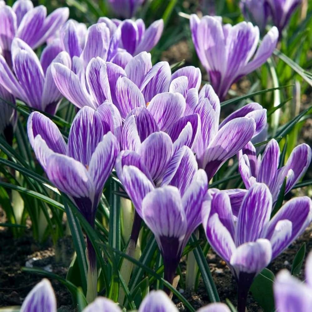 Branduse (Crocus) King of Striped - ghiveci cu 5 bulbi