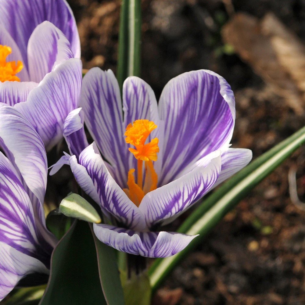 Branduse (Crocus) King of Striped - ghiveci cu 5 bulbi
