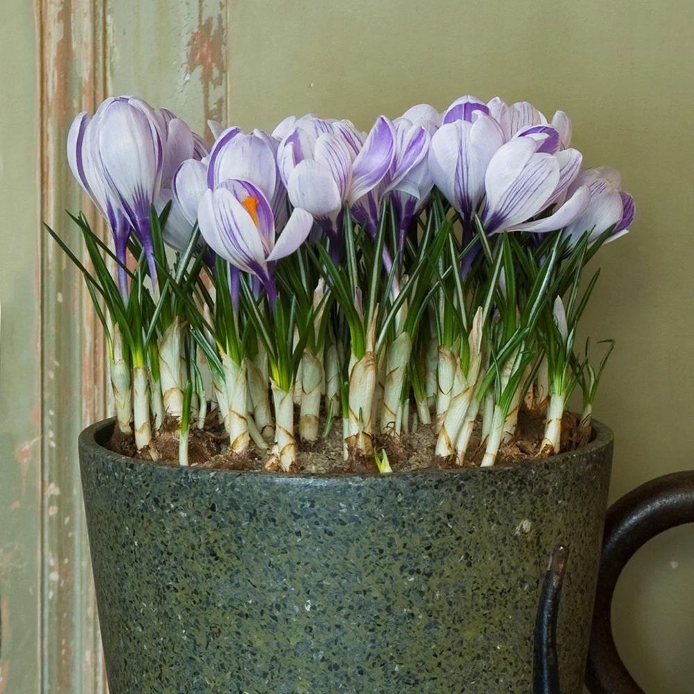 Branduse (Crocus) King of Striped - ghiveci cu 5 bulbi