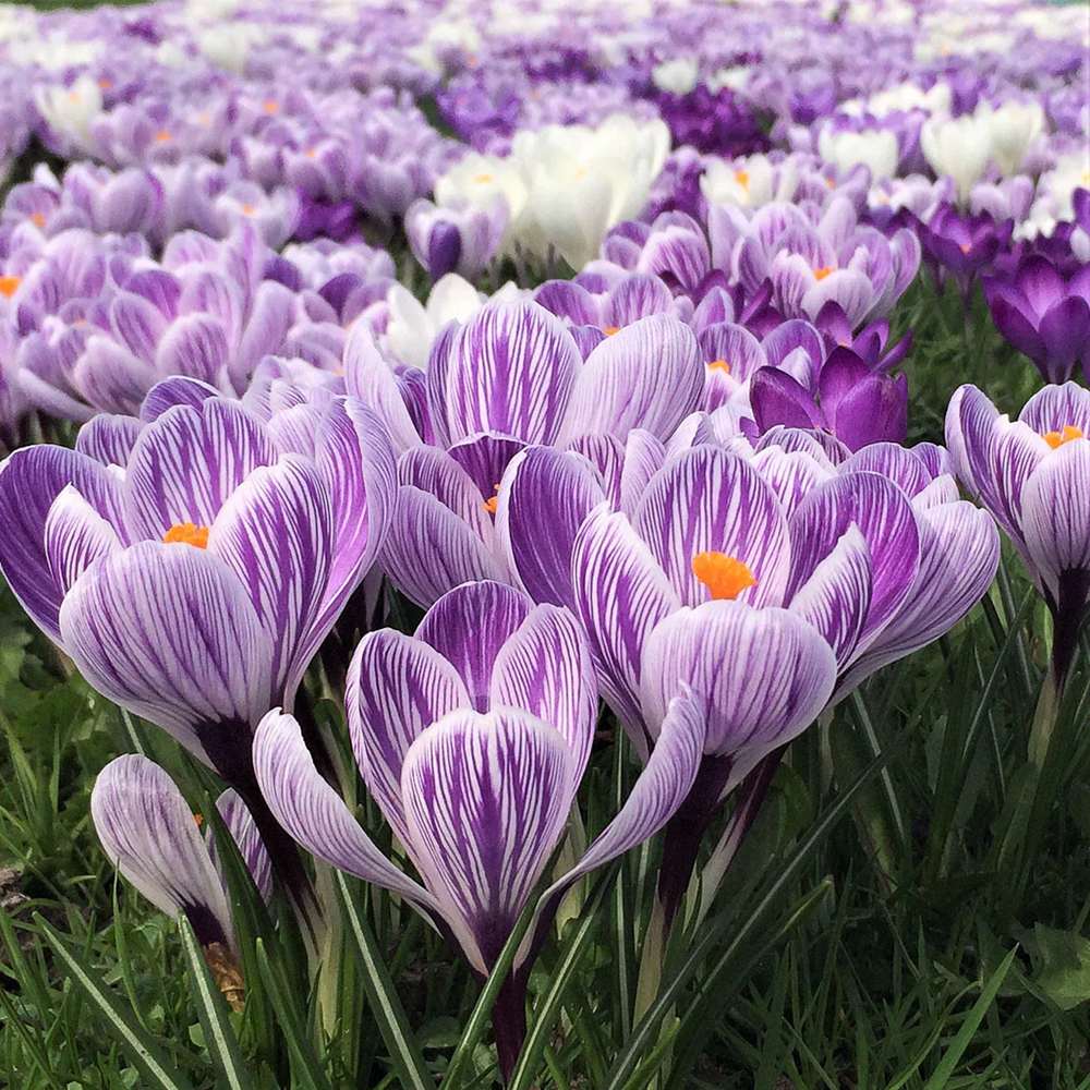 Branduse (Crocus) King of Striped - ghiveci cu 5 bulbi