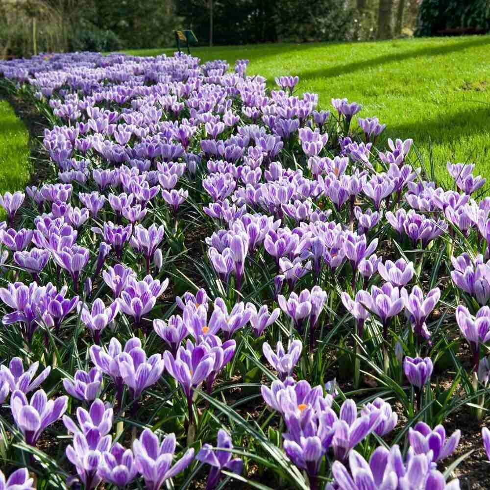 Branduse (Crocus) King of Striped - ghiveci cu 5 bulbi