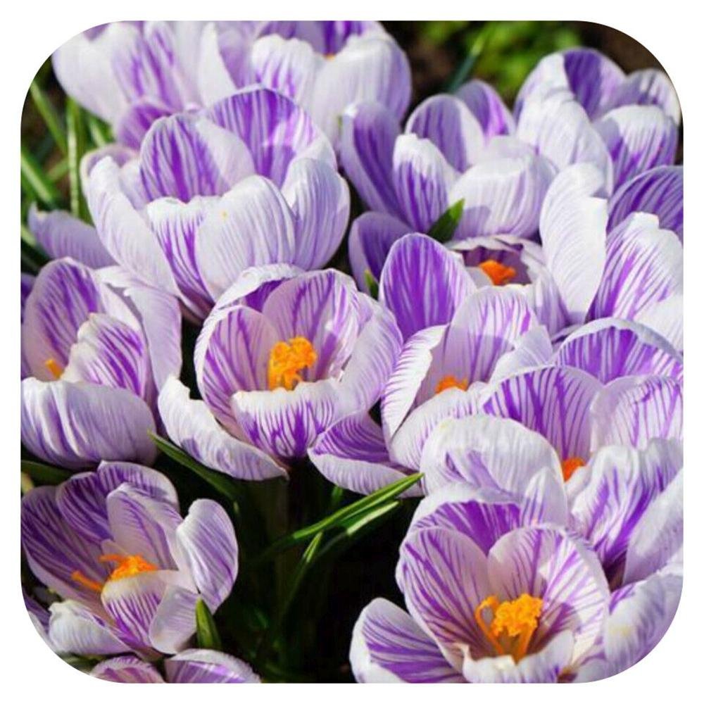 Branduse (Crocus) King of Striped - ghiveci cu 5 bulbi