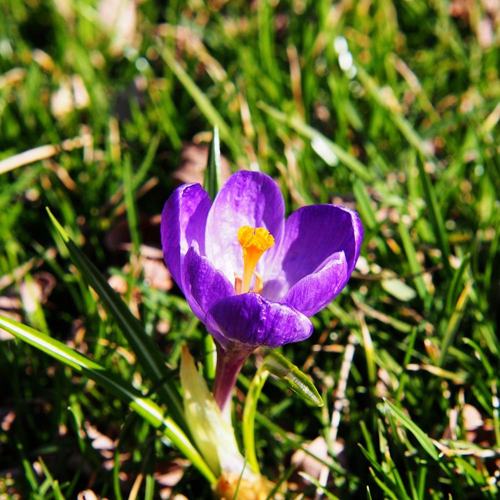 Bulbi Branduse Flower Record (5 Bucati/Pachet)