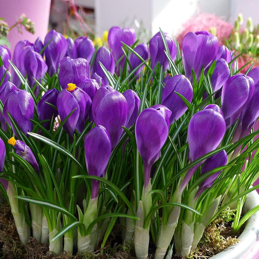 Bulbi Branduse Flower Record (5 Bucati/Pachet)