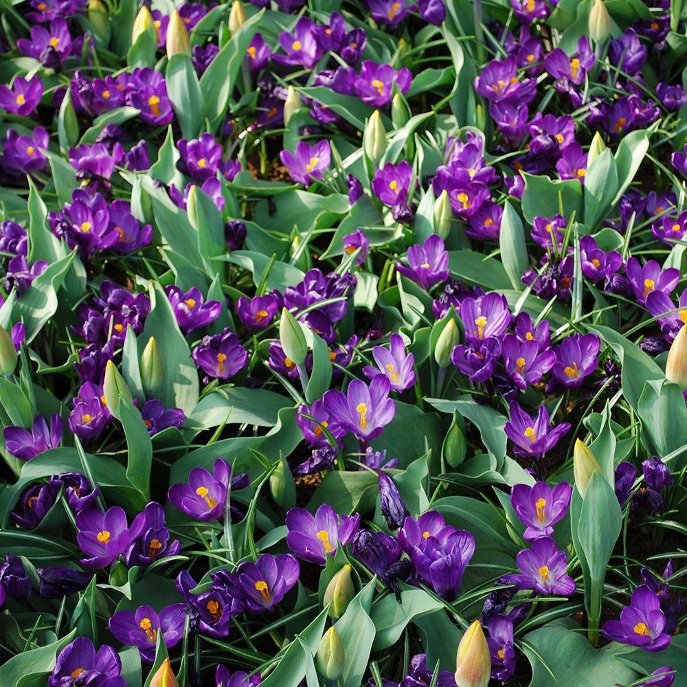 Bulbi Branduse Flower Record (5 Bucati/Pachet)