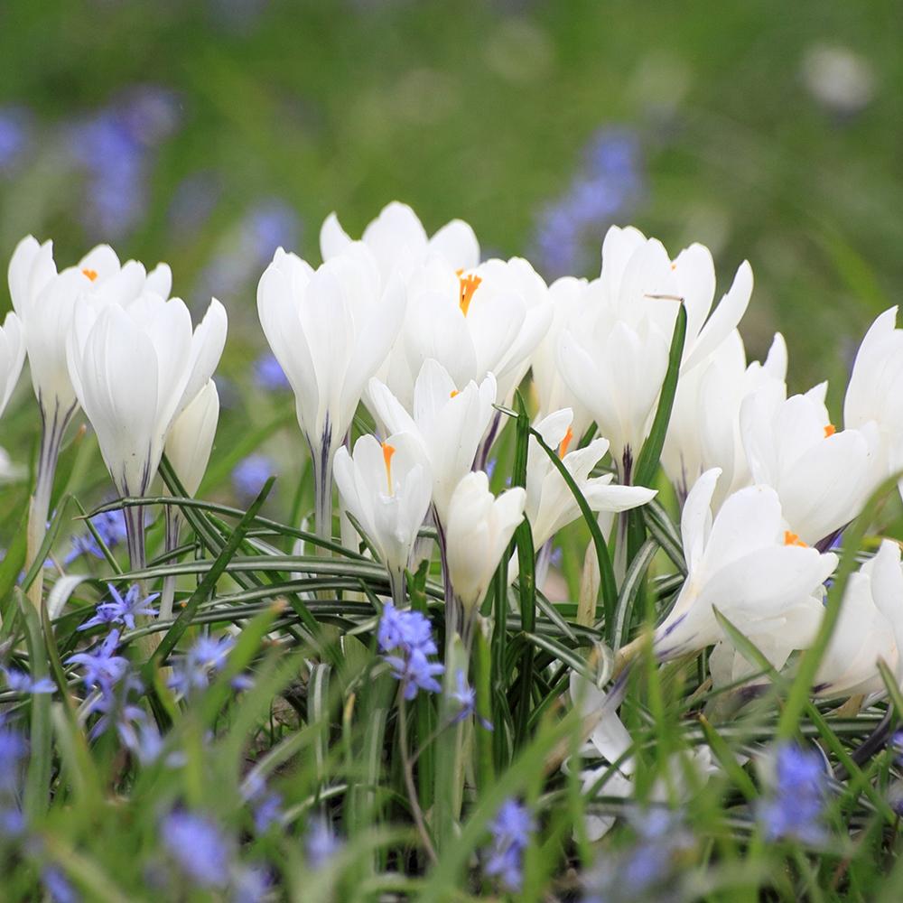 Bulbi Branduse Jeanne D'Arc (5 Bucati/Pachet)