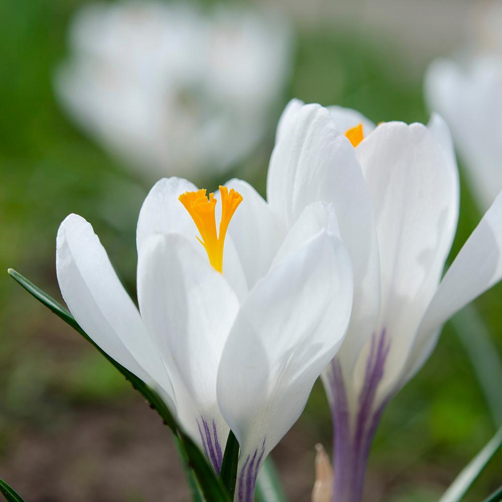 Bulbi Branduse Jeanne D'Arc (5 Bucati/Pachet)