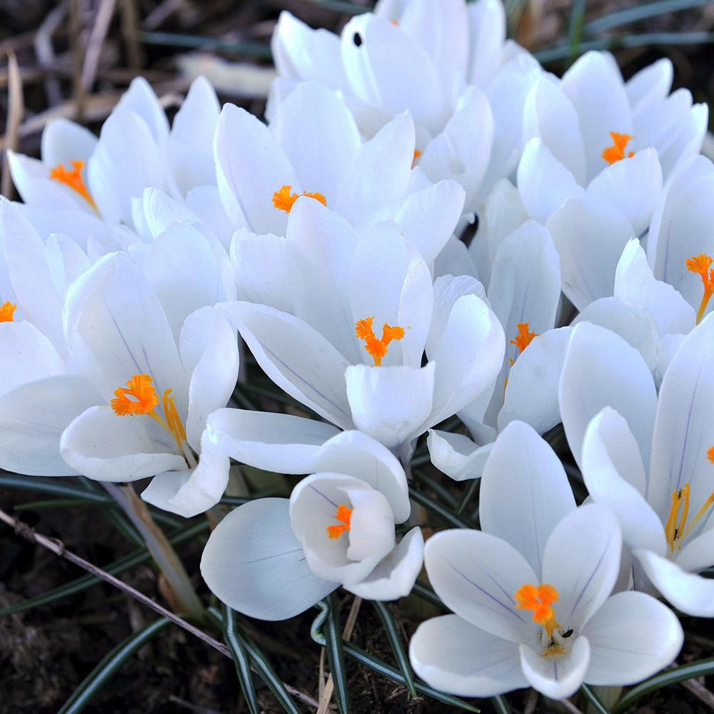 Bulbi Branduse Jeanne D'Arc (5 Bucati/Pachet)