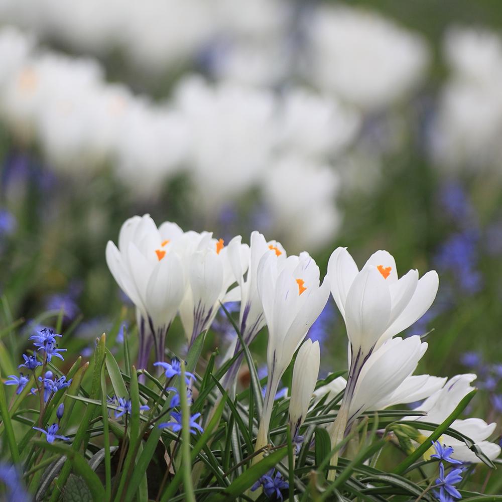 Bulbi Branduse Jeanne D'Arc (5 Bucati/Pachet)