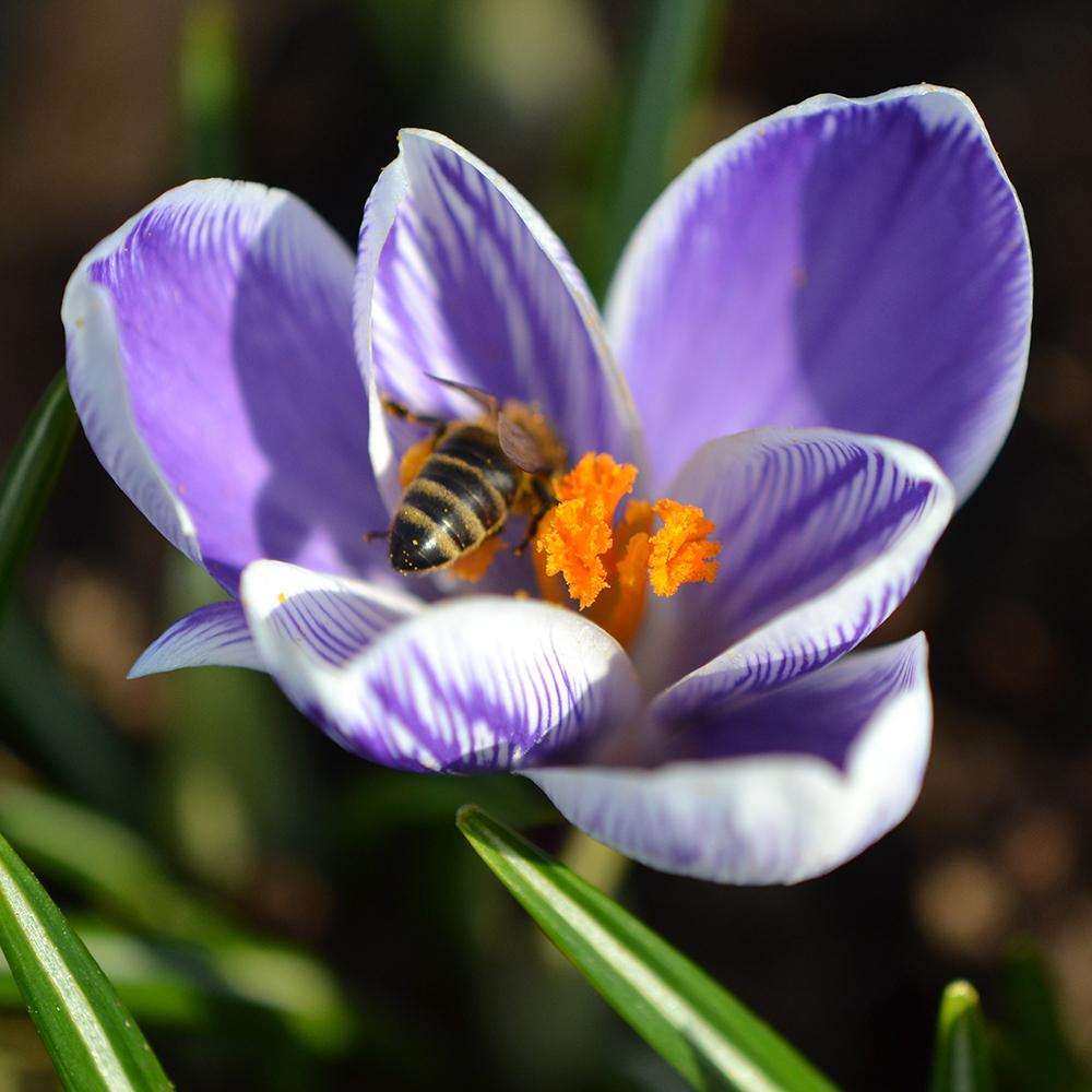 Bulbi Branduse King Of The Striped (5 Bucati/Pachet)