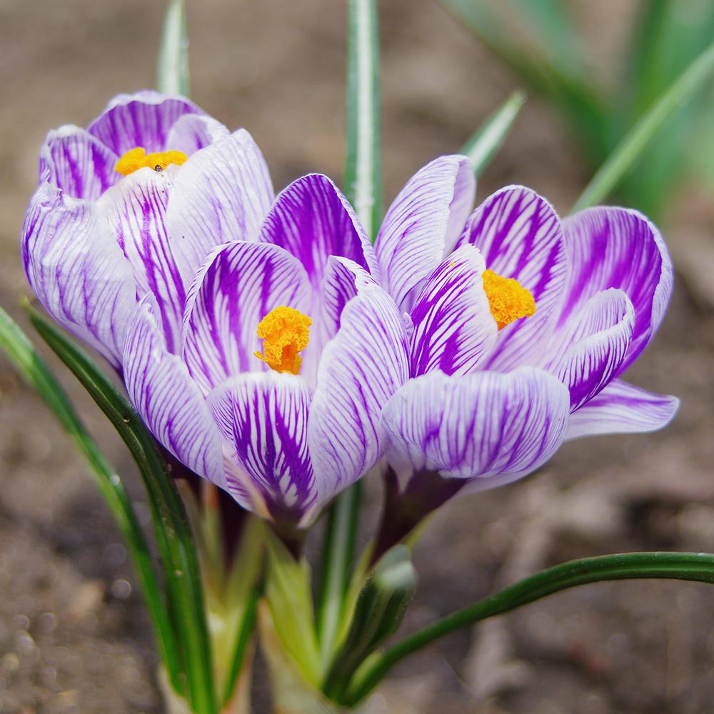 Bulbi Branduse King Of The Striped (5 Bucati/Pachet)