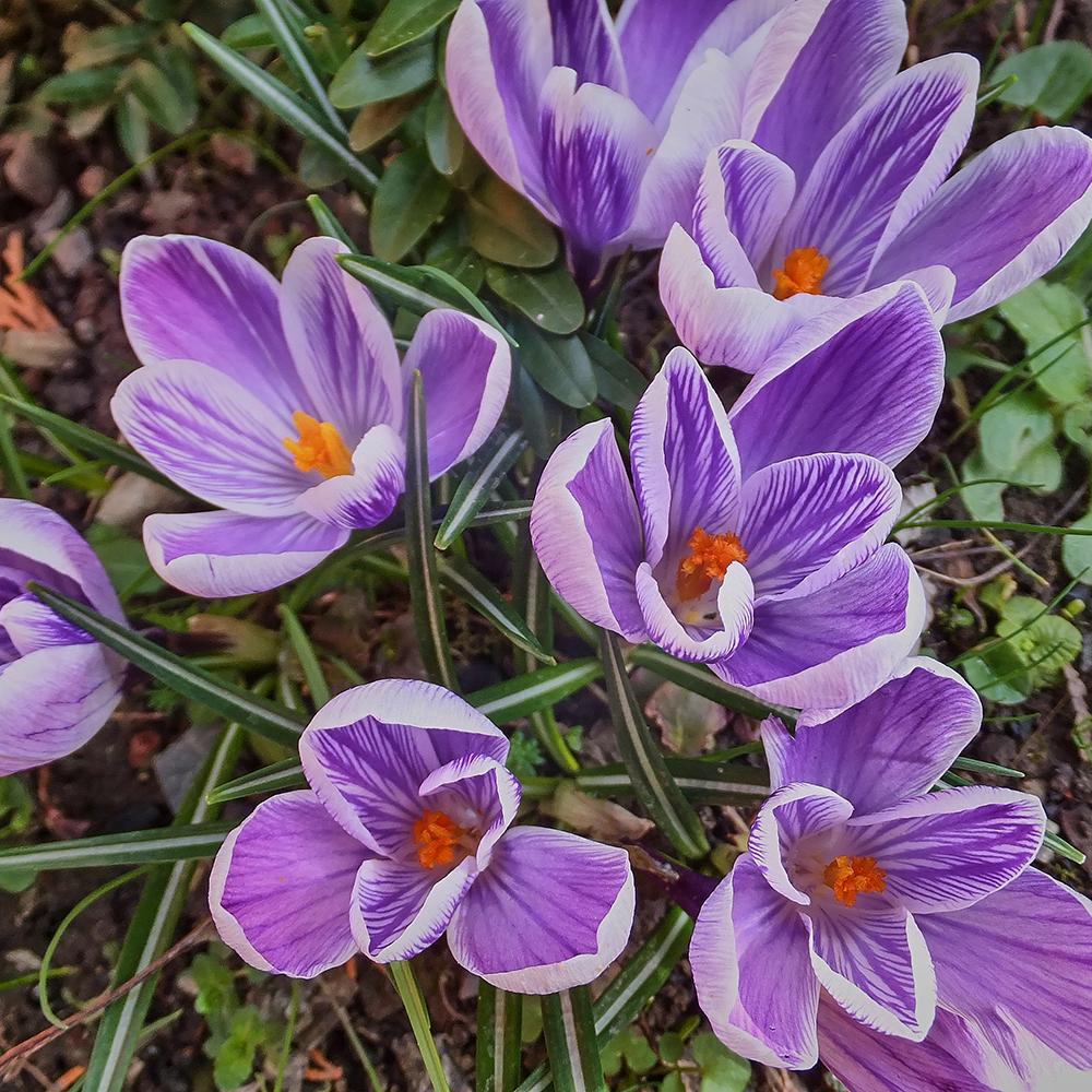 Bulbi Branduse King Of The Striped (5 Bucati/Pachet)