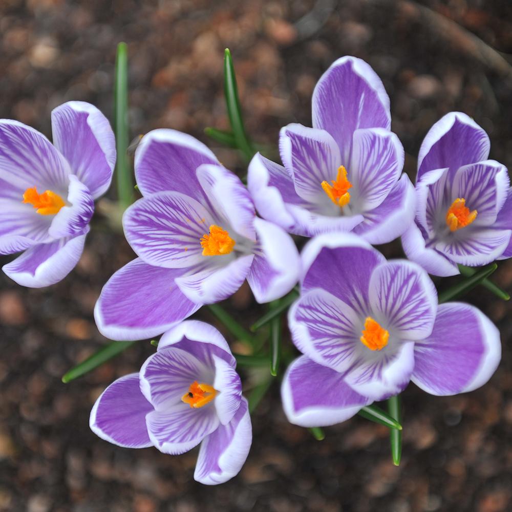 Bulbi Branduse King Of The Striped (5 Bucati/Pachet)