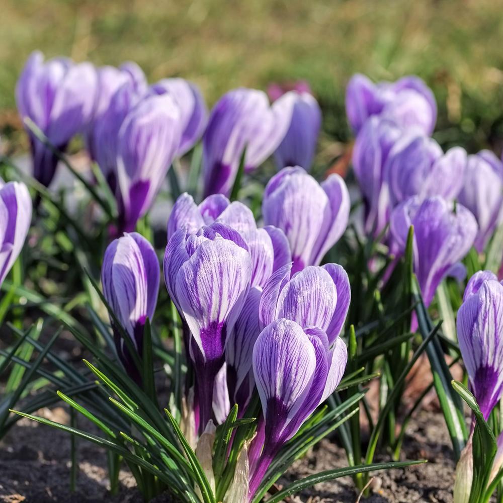 Bulbi Branduse King Of The Striped (5 Bucati/Pachet)