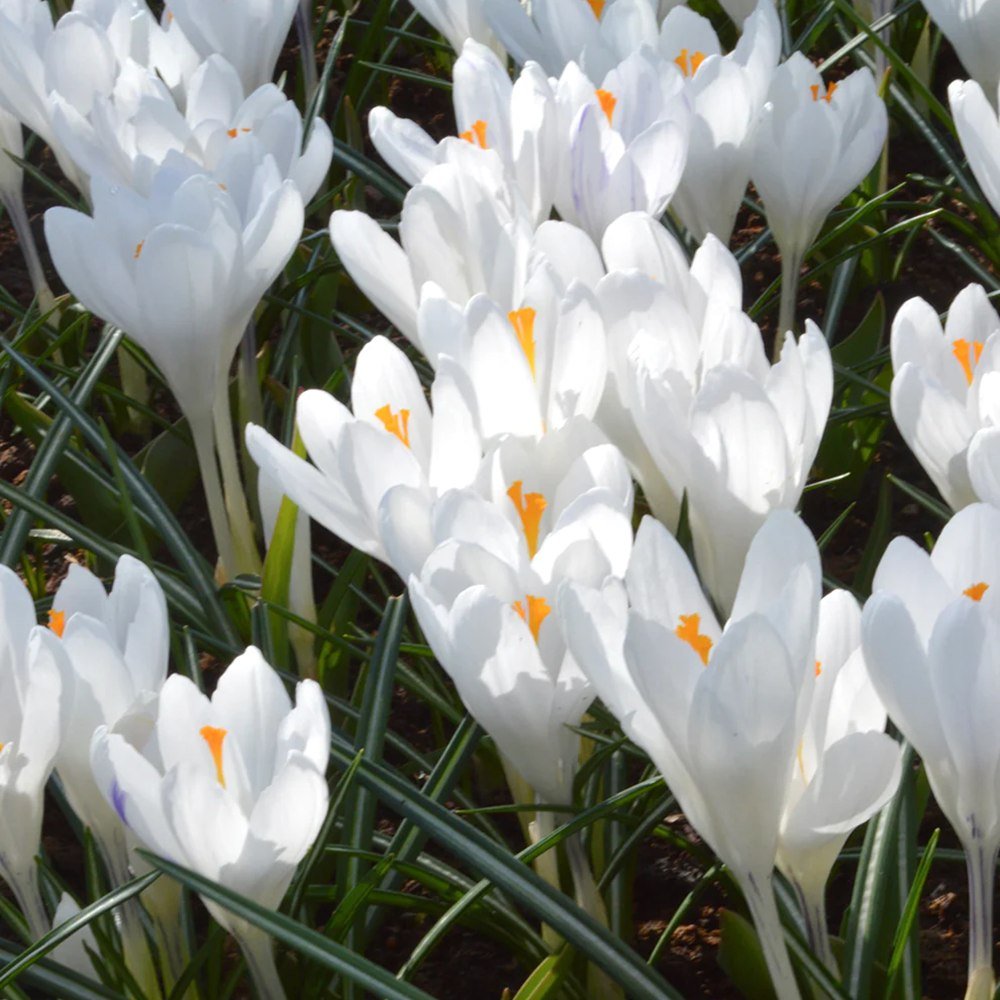 Branduse mov, roz sau alb (Crocus) - ghiveci cu 3 bulbi