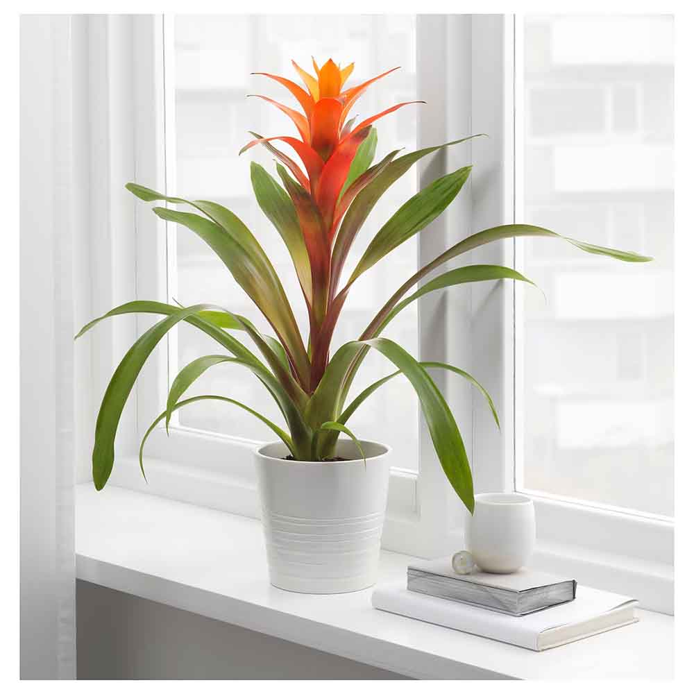 Bromelia Florence Portocaliu In Ghiveci Decorativ
