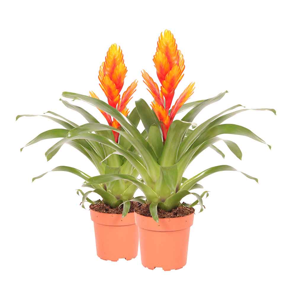 Bromelia Florence Portocaliu In Ghiveci Decorativ